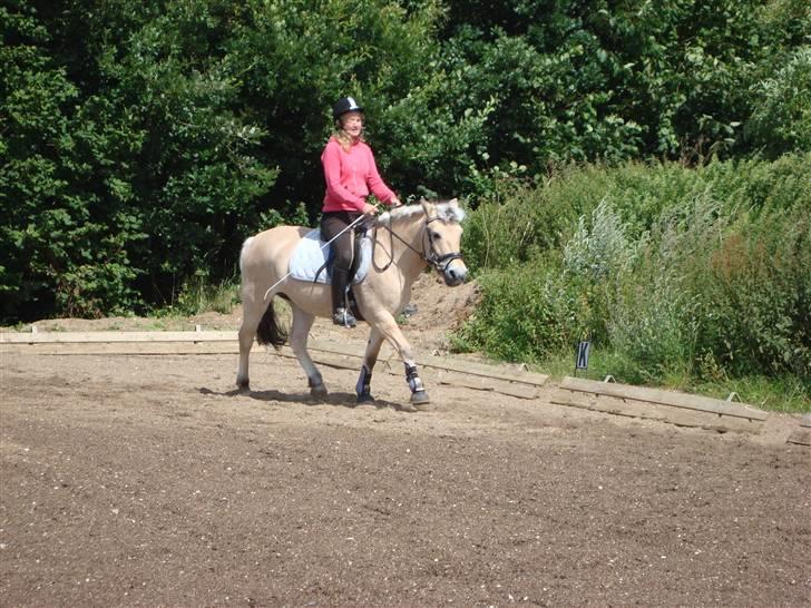 Fjordhest Elaiza - Så tøffer vi lidt rundt igen :D billede 8