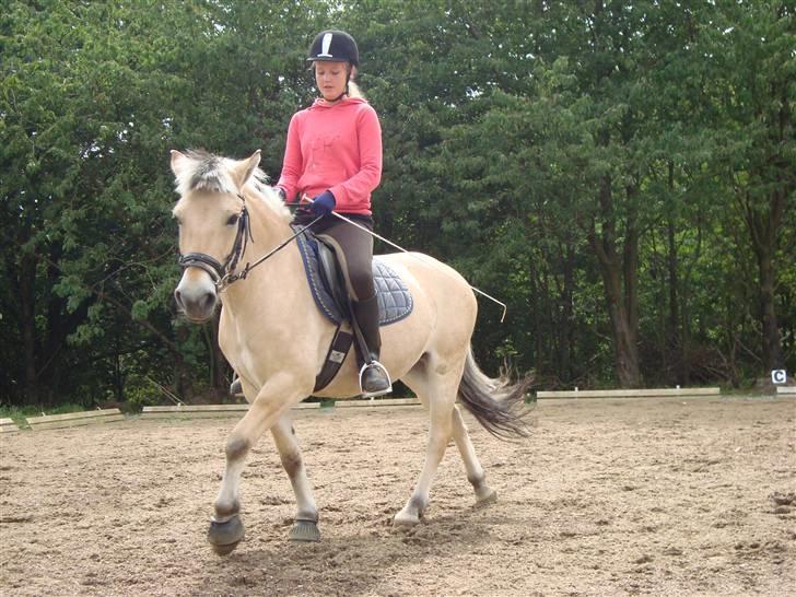 Fjordhest Elaiza - Vi er blevet gode til Dressur :D billede 10