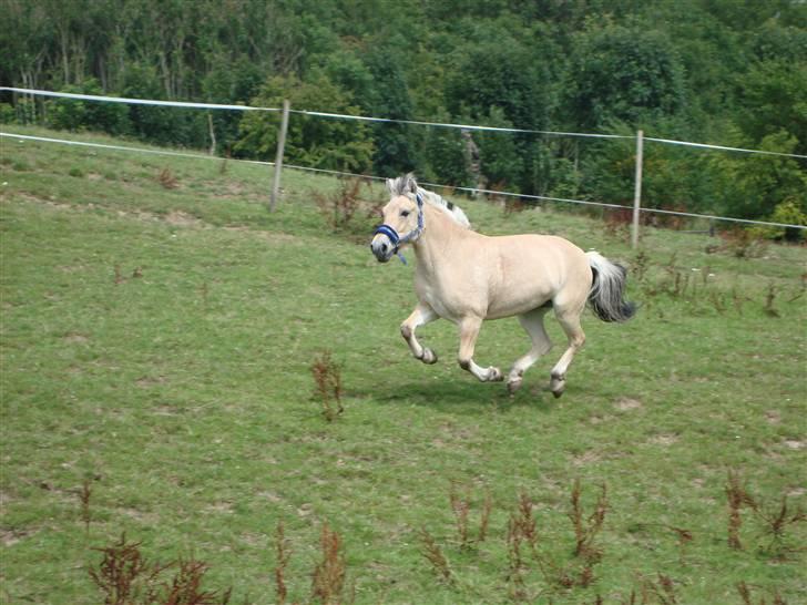Fjordhest Elaiza - Jeg er friiii ;D  billede 11