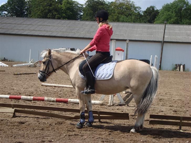 Fjordhest Elaiza - En lille parade ;D billede 12