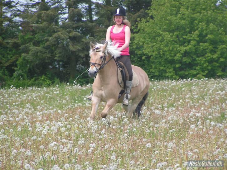Fjordhest Elaiza - Jordetur, der siger spar 2 :D billede 13