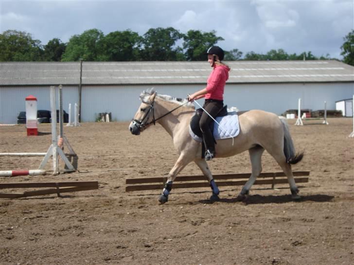 Fjordhest Elaiza - Se hvor fint jeg kan gå :D billede 14