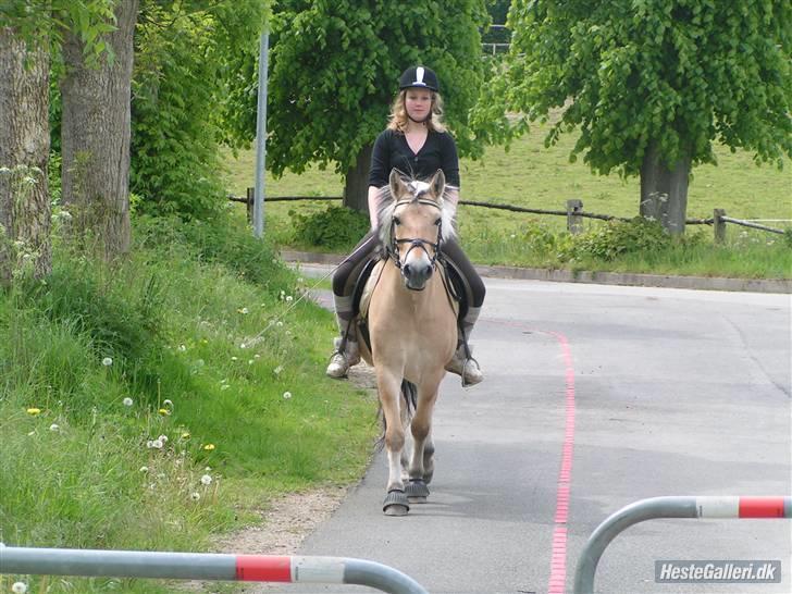 Fjordhest Elaiza - Uhh, endelig på tur ;D billede 15