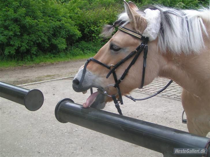 Fjordhest Elaiza - Den her smager godt nok godt ;D Mums <3 billede 16