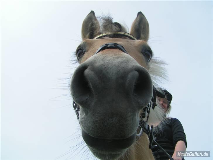 Fjordhest Elaiza - Er jeg ik dejlig ?? billede 17