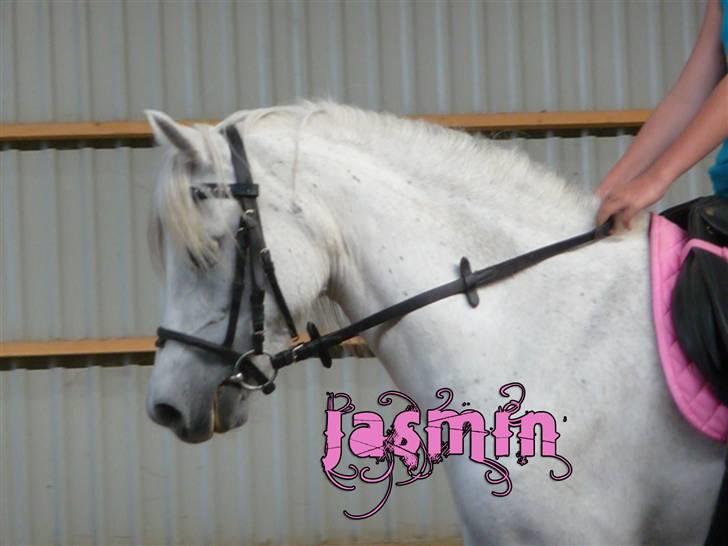 Welsh Mountain (sec A) Rosengårdens Jasmin - -På ridelejr09,Træning ´rid for dommer´ (: Jasmin var SÅ dygtig! ld2 72% billede 8