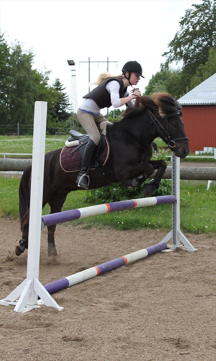 Islænder †  Laufi frá Hjalla  †  Min engel! - Springdag d. 30 maj 2011. :) Ved godt det ligner tøjlen er stram, men det er den IKKE. Hvis man kigger godt efter, kan man også se det. :) Det ligner også pisken er ved hans hoved, det er den også, men bare ikke inde ved selve hovedet. Altså der er ba billede 15