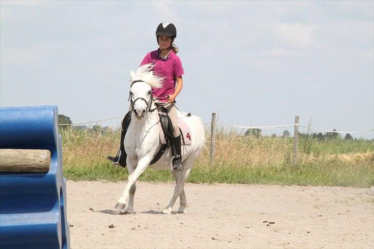 Welsh Mountain (sec A) Rosengårdens Jasmin - N Y T !  Træning i 10 april (: billede 9