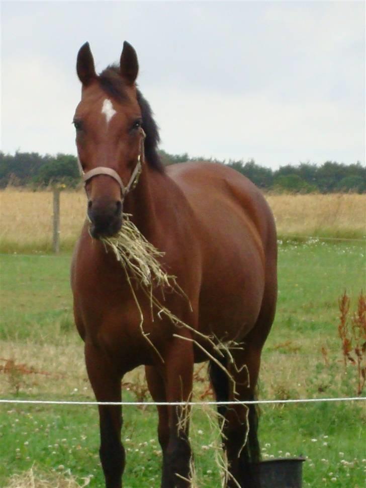 Anden særlig race Cassie :D - Cassie spiser hø :) Foto: mig :) billede 17