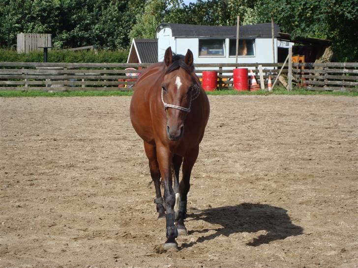 Anden særlig race Cassie :D - Træning fra jorden d 30/7 :) Foto: Mig ;) billede 18