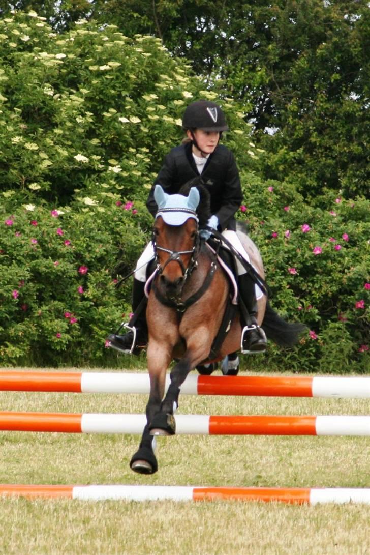 DSP Cirkeline (Sofa) - Augustenborg Rideklub LB+LA *Fotograf: Lena Elsborg* billede 5