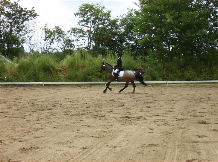 DSP Cirkeline (Sofa) - Sydjysk Rideklub Rødekro *Fotograf: Mor* billede 6