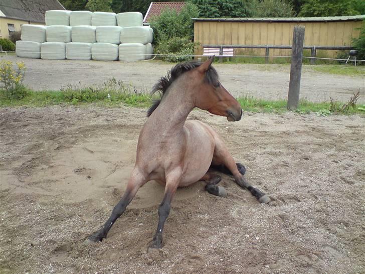 DSP Cirkeline (Sofa) - Huholt Hestepension *Fotograf: Mor* billede 9