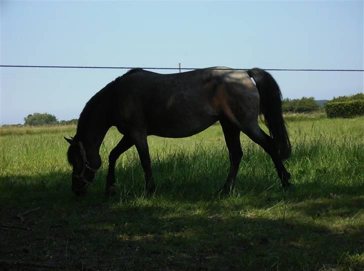 DSP Cirkeline (Sofa) - Vanggaarden *Fotograf: Mor* billede 10
