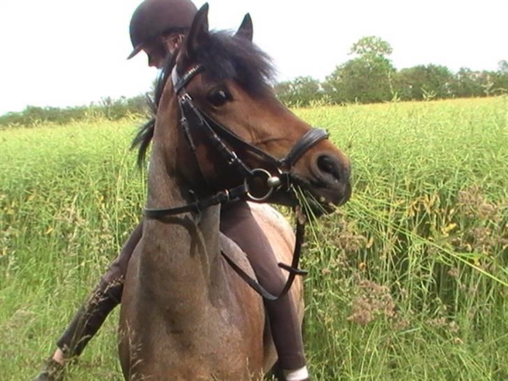 DSP Cirkeline (Sofa) - Vanggaarden *Fotograf: Mor* billede 11