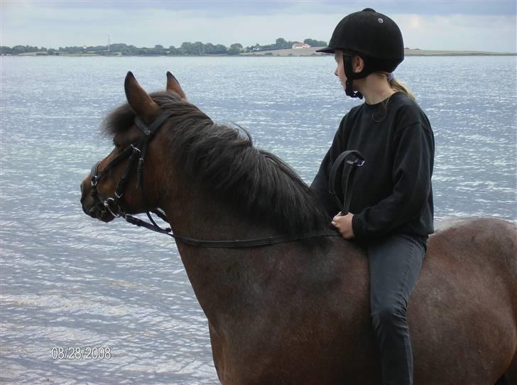 DSP Cirkeline (Sofa) - Stenholt Hestepension *Fotograf: Mor* billede 13