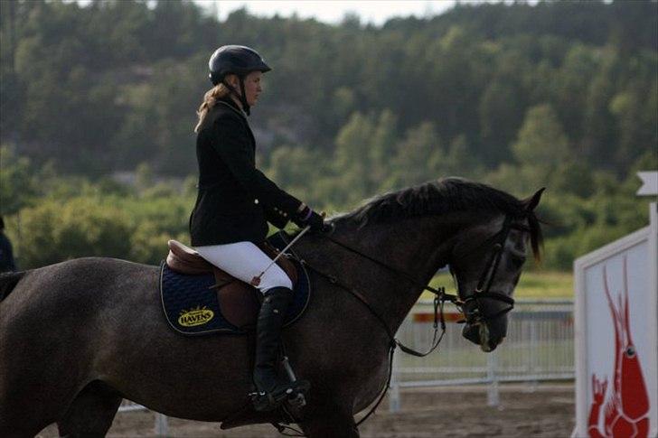 Dansk Varmblod Ågaards Corcentus (Tussi) - Tussi til stævne i Sverige billede 8