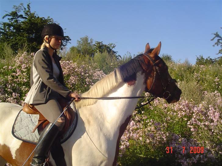 Svensk Varmblod Rodinne T billede 1