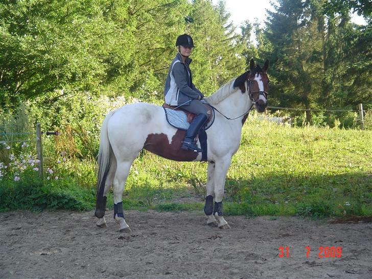 Svensk Varmblod Rodinne T billede 2