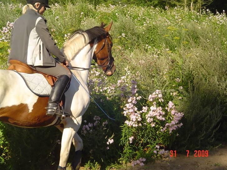 Svensk Varmblod Rodinne T billede 3