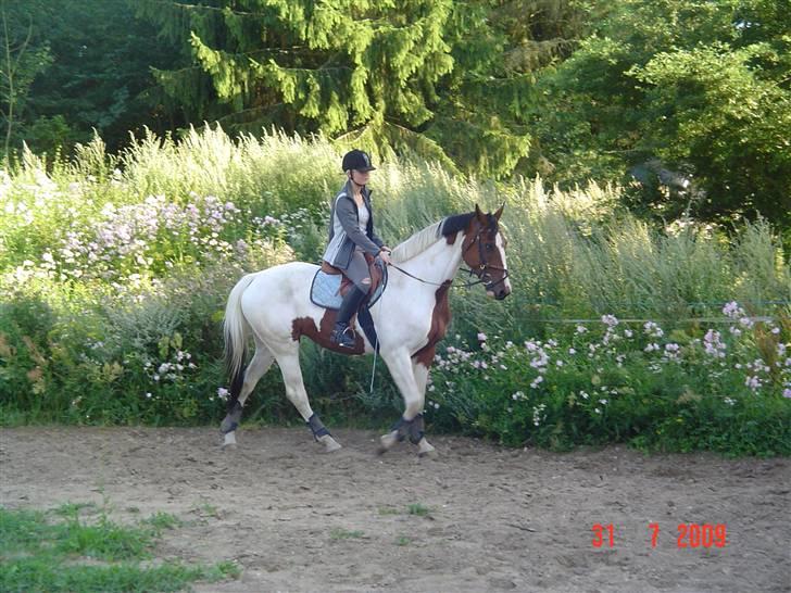 Svensk Varmblod Rodinne T billede 4