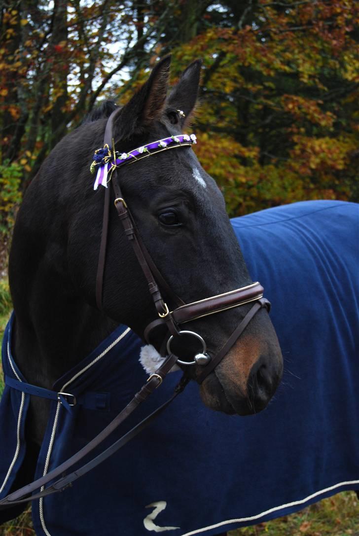 Anden særlig race Haahrs Cassio - Godag og velkommen til min profil ;P billede 1