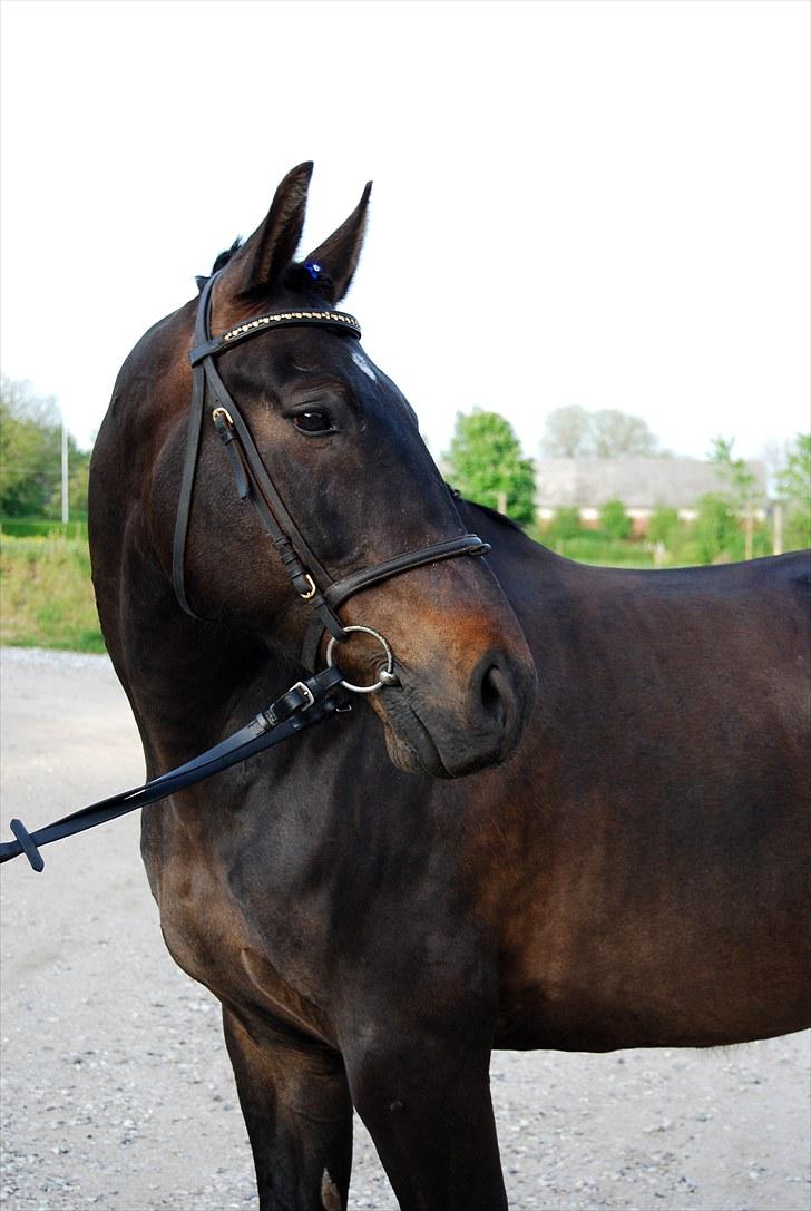 Anden særlig race Haahrs Cassio - springtime... billede 3