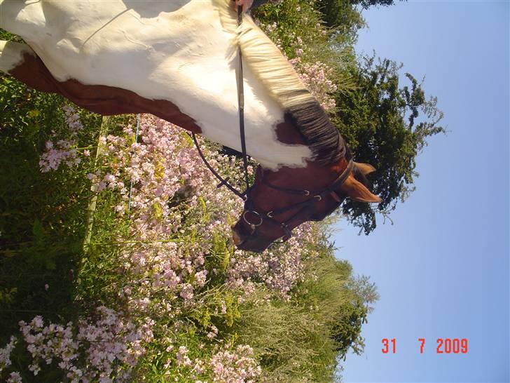 Svensk Varmblod Rodinne T billede 5