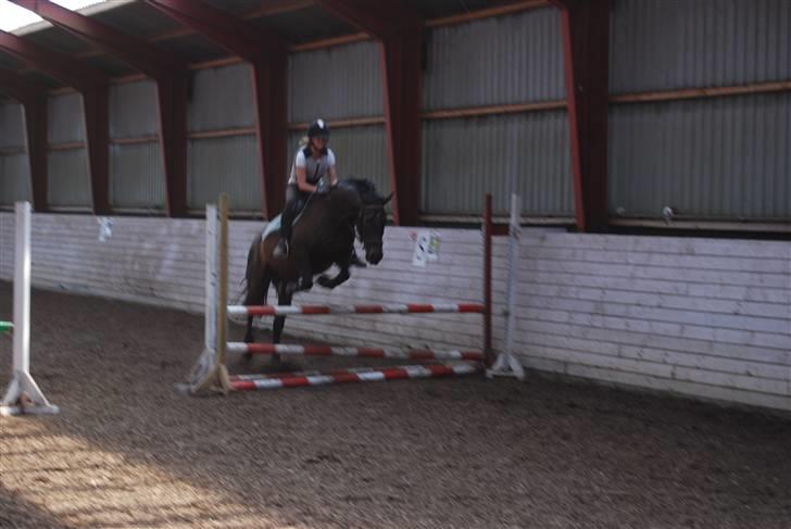 Anden særlig race Haahrs Cassio - 90cm billede 4