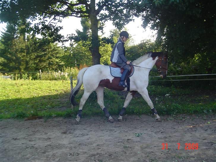 Svensk Varmblod Rodinne T billede 6