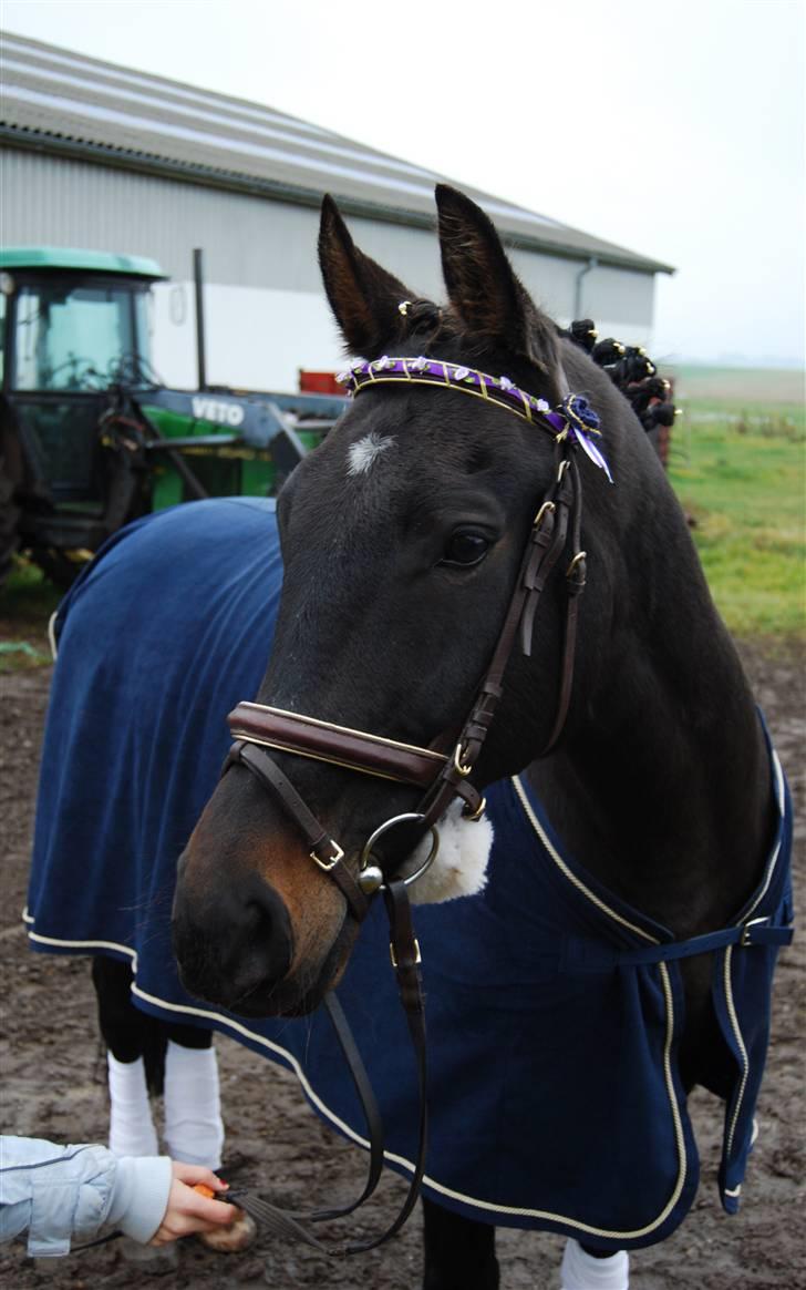 Anden særlig race Haahrs Cassio billede 5