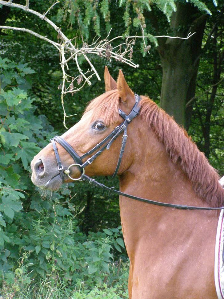 Tysk Sportspony Monte Christo(Solgt) - Sommer 09 - skovtur billede 4