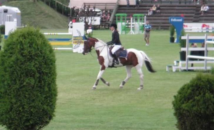 Svensk Varmblod Rodinne T billede 7