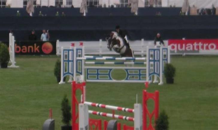 Svensk Varmblod Rodinne T billede 8