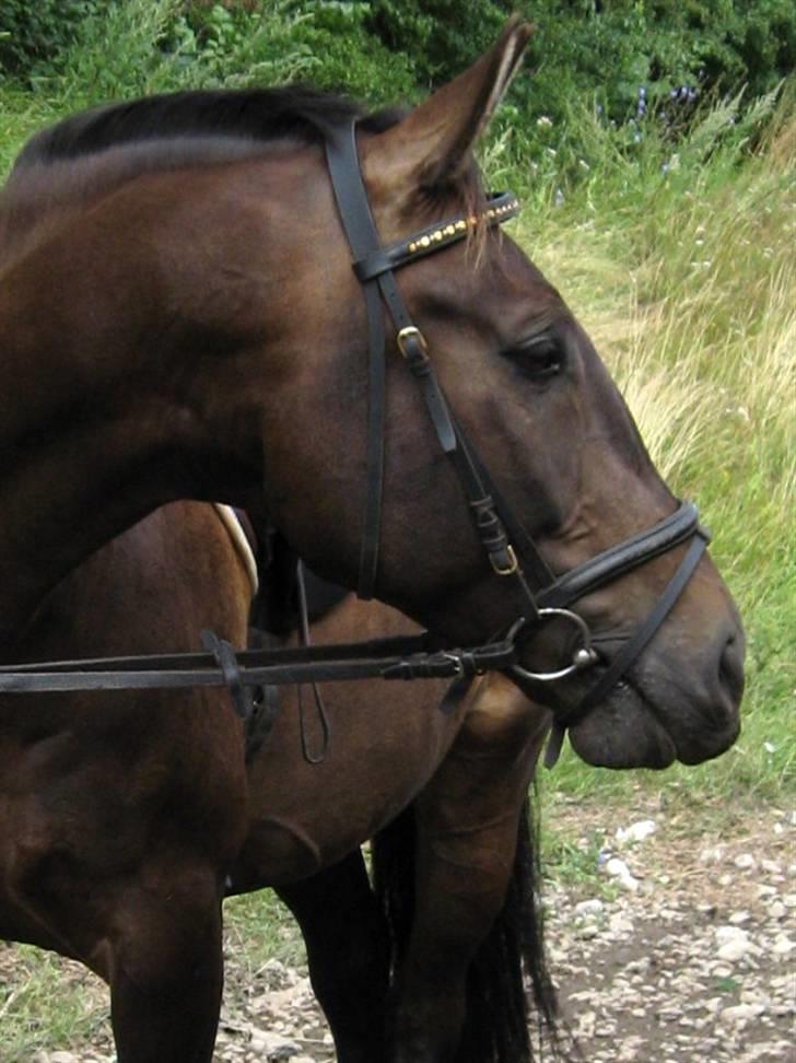 Anden særlig race Haahrs Cassio billede 6