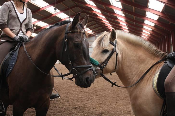 Anden særlig race Haahrs Cassio - Cassio og hans mande boddy Tobias ;) billede 7