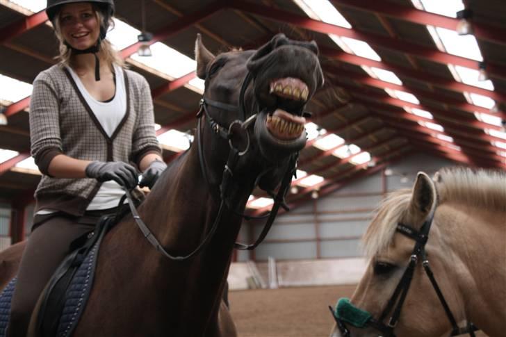 Anden særlig race Haahrs Cassio - Rækker tunge til fotografen.. XD flot... billede 8