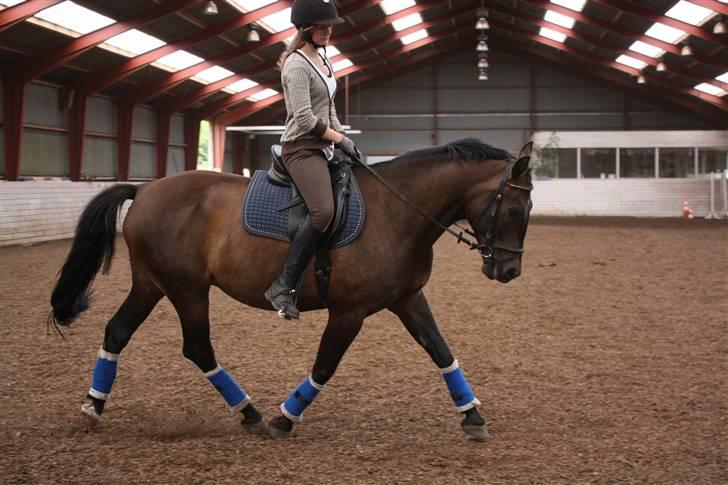 Anden særlig race Haahrs Cassio billede 9