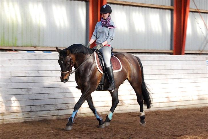 Anden særlig race Haahrs Cassio billede 10