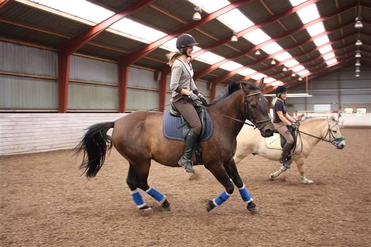 Anden særlig race Haahrs Cassio - Kapløb XD billede 11