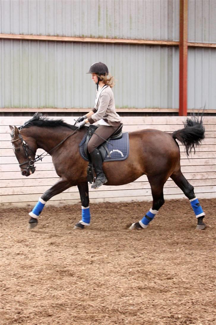 Anden særlig race Haahrs Cassio billede 12