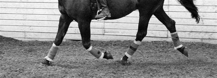 Anden særlig race Haahrs Cassio billede 13