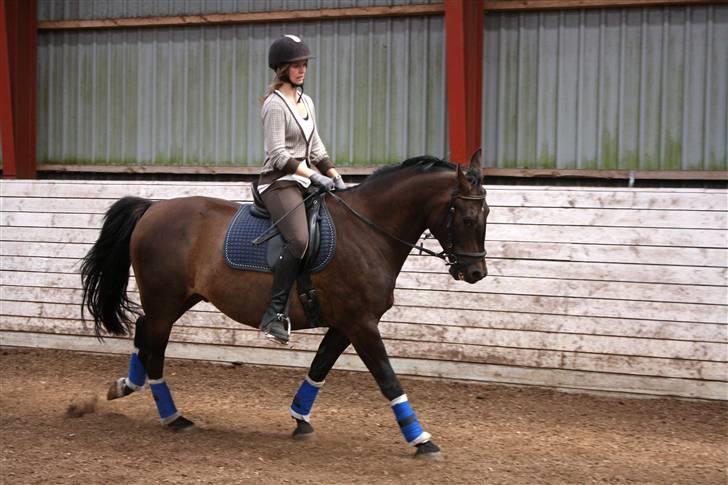 Anden særlig race Haahrs Cassio billede 15