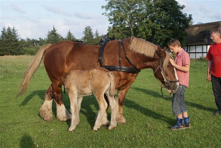 Jyde Silvia billede 20