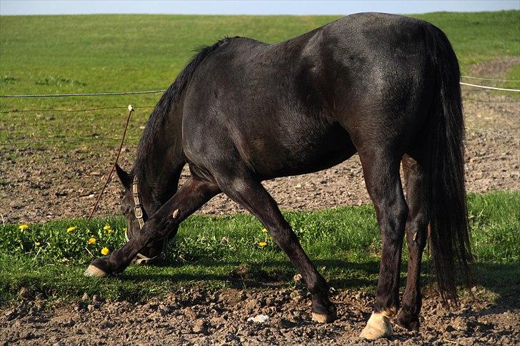 Oldenborg Sigersholmgårds Firano - 24 april 2011 fjollede lille firano Foto: mig

fik en 6. plads i intershowhorse i klassen sjoveste benstilling :D billede 3