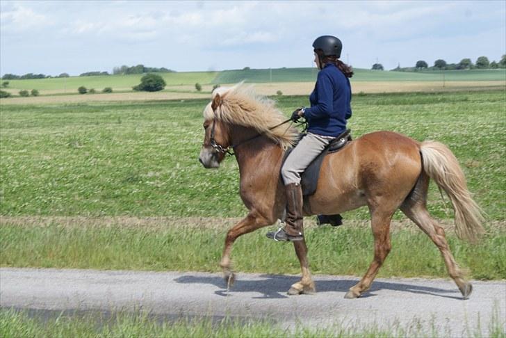 Islænder Laxi fra Skovbrynet R.I.P - #8. nyt. tölt billede 8