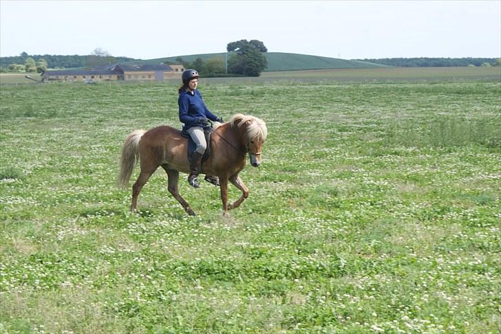 Islænder Laxi fra Skovbrynet R.I.P - #9. nyt tölt billede 9