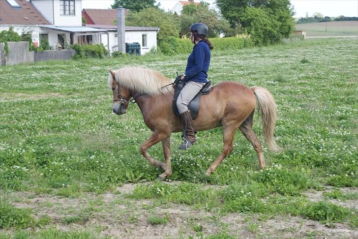 Islænder Laxi fra Skovbrynet R.I.P - #10. nyt tölt billede 10