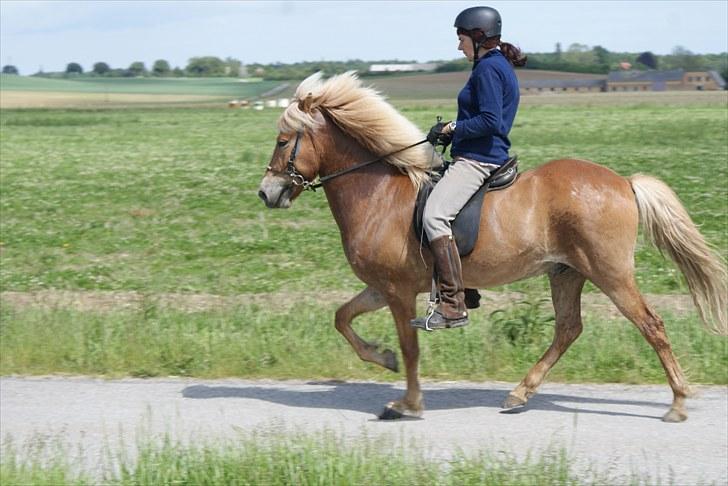 Islænder Laxi fra Skovbrynet R.I.P - #11. nyt tölt billede 11
