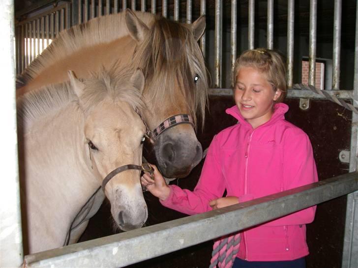 Fjordhest Siri Kaptain (stjernen) (  var min låne Hest)<3 - Synes lige i skal se Siri´s føl , det er en søn fra April måned billede 5